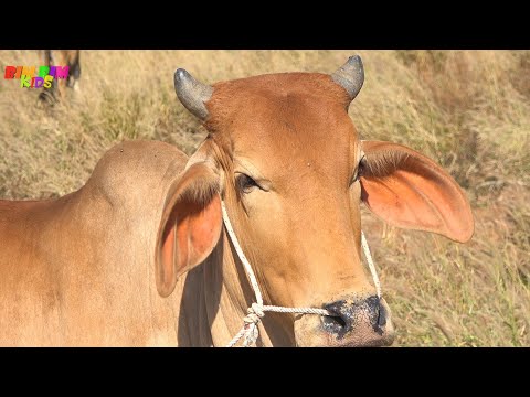 Con Bò - Ca nhạc thiếu nhi Ba bà đi bán lợn con, Mẹ ơi tại sao hay cho bé yêu