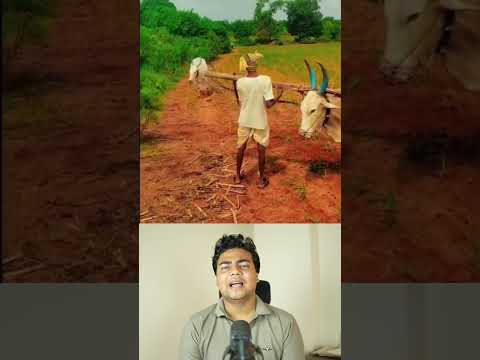 কৃষকের সুন্দর একটা ভিডিও #youtubeshorts #nabilhasan #trendingshorts #shortsfeed #shortvideo