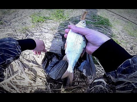 Первая рыбалка на воблу 2017 (карась, густера. Ловля воблы на донку. Рыбалка на закидушку.