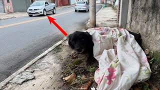 That dog was just a shadow among the rushing crowd, screaming in silence for 11 endless hours.