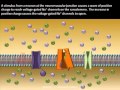 Skeletal Muscle Cell Physiology