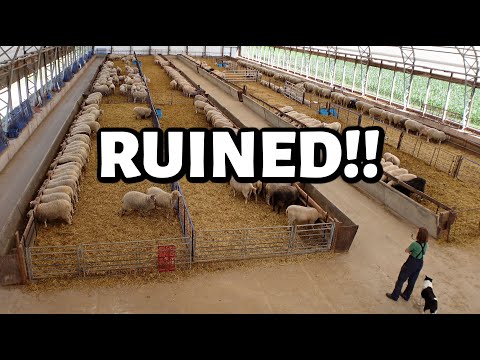 Our feed is ROTTEN!! ~ our ewes QUIT EATING, revealing the summer collection & surprising BELINDA!