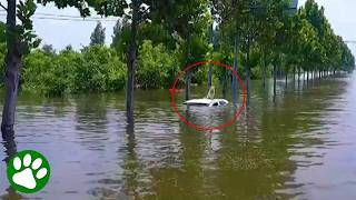 Stranded Dog Saved from Rising Floodwaters ❤️🙏