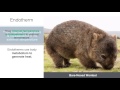 Understanding Endotherms and Ectotherms