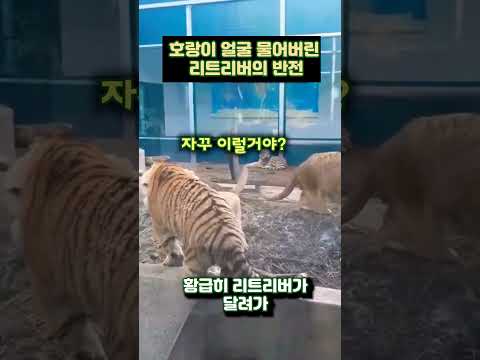 호랑이 얼굴 사정없이 물어버린 리트리버의 반전 결말