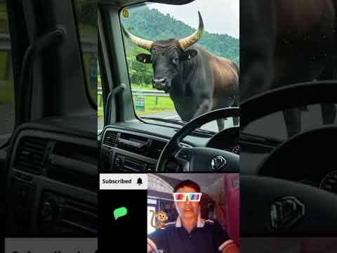 Bò rừng cứu con người thoát chết trong tích tắc