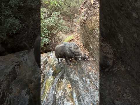 Fantastic Wild Boar Jungle Life ⛰️🐗 #warthog #pig #boar #viral #animal #wildpig #wildboar #wildlife