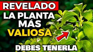 La ÚNICA PLANTA que DEBES TENER en tu CASA!! VALE ORO PURO para tu SALUD