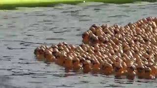 Entenrennen auf dem Maschsee