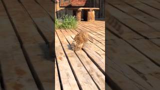 cute baby ❤️ that will make your day। cute videos #cat #dog #catshorts #shorts #ytshorts  #animal