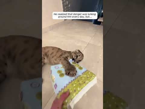 Rescue a baby puma #animalshorts #shortvideo #animalrescue