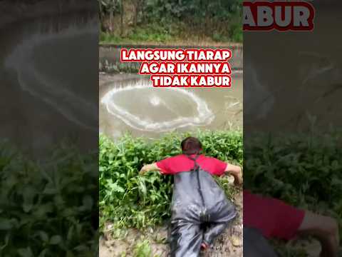 Menangkap ikan menggunakan gaya katak #fishing #mancing #trending
