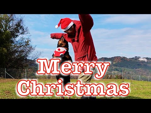 【ロットワイラー】権蔵くんとMerry Xmas