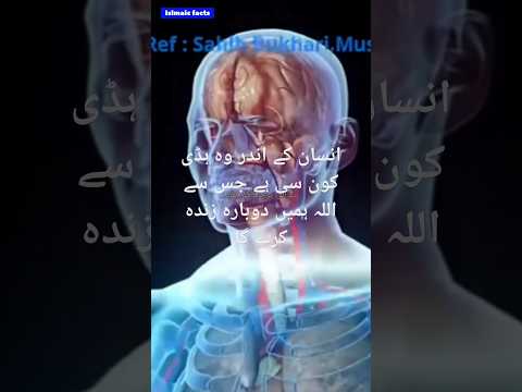 Insaan ke andar woh haddi kaun si hai jis se Allah humein dobara zinda karega? #short