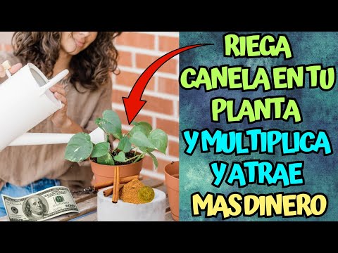 Riega canela en tu Planta y Multiplica y atrae Mas DInero