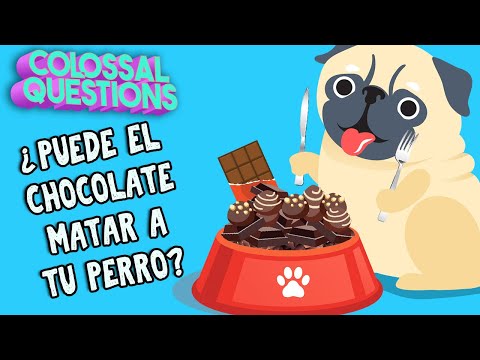 ¿El chocolate puede matar a tu perro? | PREGUNTAS COLOSALES