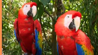 Peacocks and Parrots | Stunning Colours & Fascinating Facts