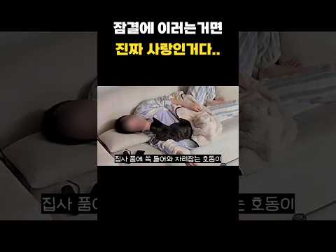 쿵하면 짝하는 사이 #호동이 #개냥이 #안아줘병고양이