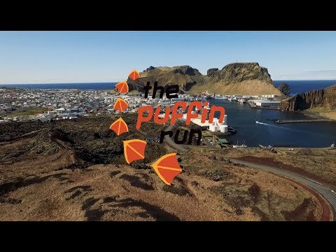 the puffin run