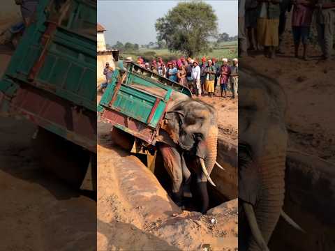 An elephant is walking inside the pit #elephant #shorts
