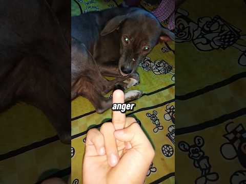 Why Dogs Hate Middle Finger 😨