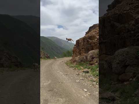 jump acha tha magar 😥#shikari #youtubeshorts #pakistan #trending #shikarhishikar #animallovers#dog