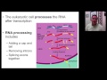 Molecular Biology: Transcription and Translation