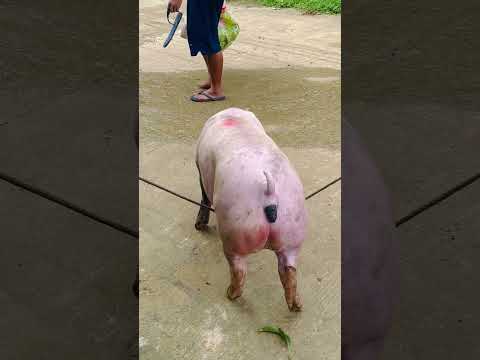 kumuha tayo ng baboy sa kapitbahay #animals #pigfarming #farming #pig #farmlife #livestockfarming