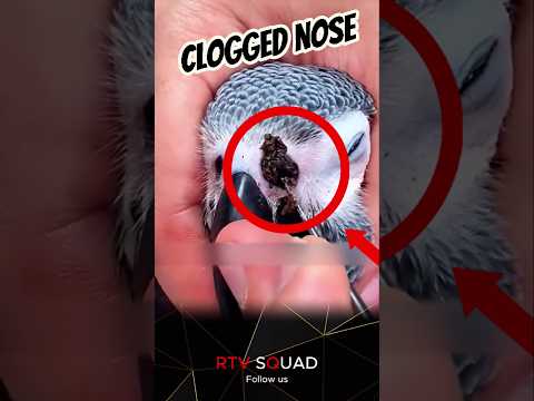 parrot nose clogged badly #ytshorts #animals #rescuefacts #motheranimal #parrot #pimplepopping