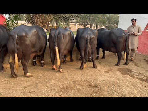 Big Announcement of Haji Shaukat Doggar Sons #buffalo #farming #cow #bhains