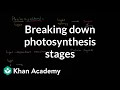 Photosynthesis Concepts and Processes