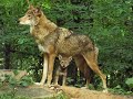 Impact of Gray Wolves on Ecosystem