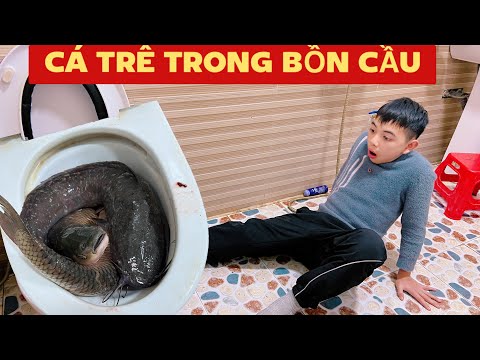 DTVN Vlog : (Tập 189 )Bài học nhớ đời cho kẻ giám bắt nạt trẻ trâu( CÁ TRÊ TRONG BỒN CẦU  )