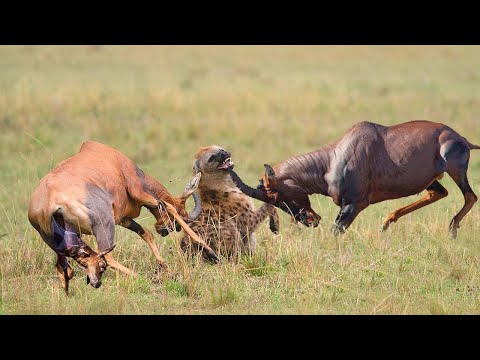 Hyenas Vs Topi Antelopes Brave Mother Gores Hyena Madly To Protect Her Baby