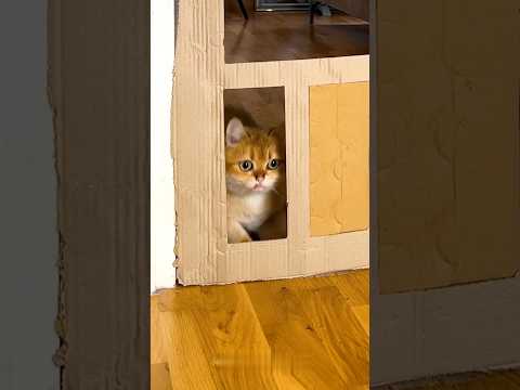 Cat Parkour Showdown! 🐾🔥 Only the Bravest Land on Their Paws! 🐱🏆