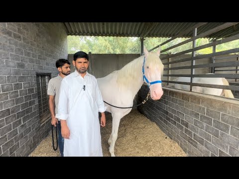 Father of Champion Horses Zully Sial Wala Ghora at TM Stud Farm