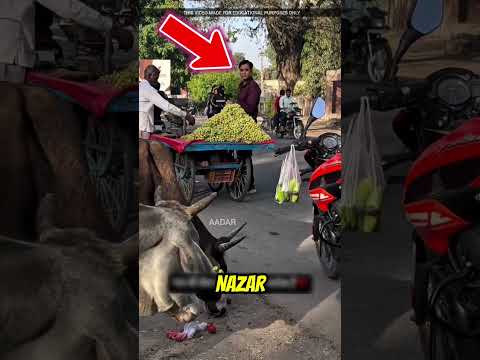 This Man Feeds Food to Hungry Cows