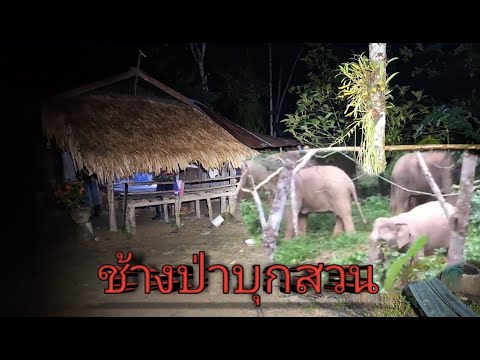 ช้างป่าบุกสวน ep256