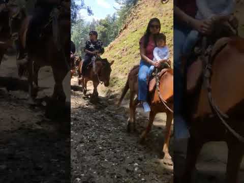 Horse Ride #kidsvlog #cutebaby #trending #viralvideo #ytshorts #shorts #horse #nature #mountains