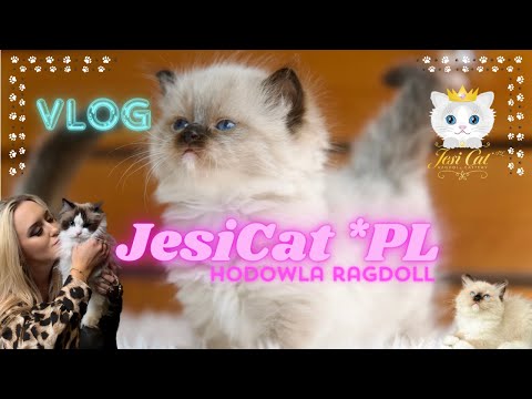 JESI CAT - Z miłości do Ragdolli