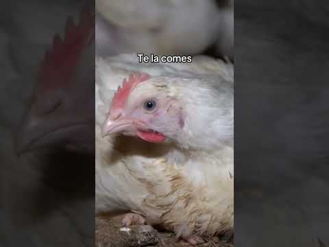 Serás vegano después de ver el vídeo de 3 minutos de mi biografía
