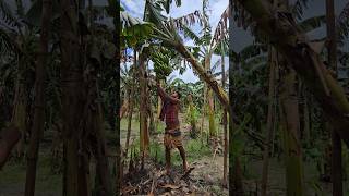 How bananas are cut, food ( episode 3093) #food #shorts #satisfying #banana #trending #viral