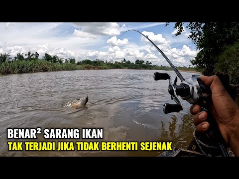 REZEKI TAK TERDUGA..! LUBUK IKAN PREDATOR YANG SANGAT MELIMPAH