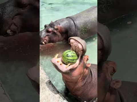 Hippopotamus almost got stuck in his throat after eating watermelon, Jiangxi hippopotamus eats a