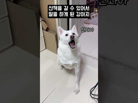 산책을 갈 수 있어서 말을 하게 된 강아지 #shorts