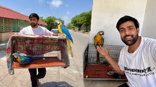 Macaw Parrot 😍 Surprise 🤭