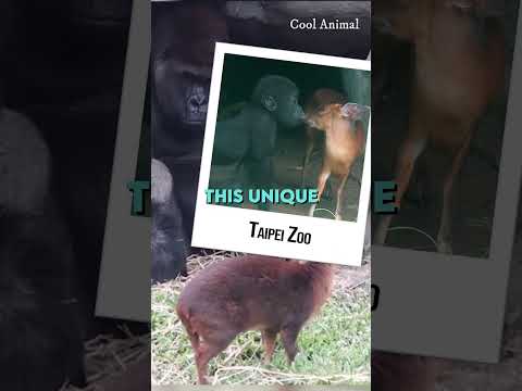 Deer tries to get into gorillas cave 🤔🦍