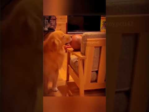 Try Not To Laugh At Dogs Waking You Up #funnyvideos #funny #trynottolaught #cat #dog #memes #meme