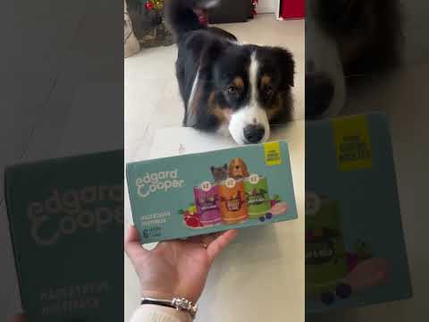 Jour 24 du calendrier de l’avent de mes chiens 😍 #animal #chien #noel #dog