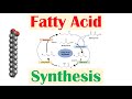 Fatty Acid Synthesis Concepts